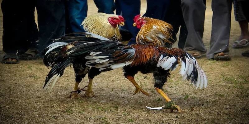 tổng quan về đá gà cựa dao tại m88